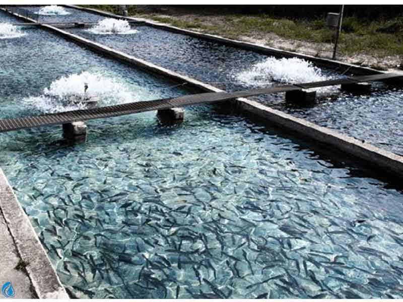معرفی دستگاه تصفیه آب پرورش ماهی